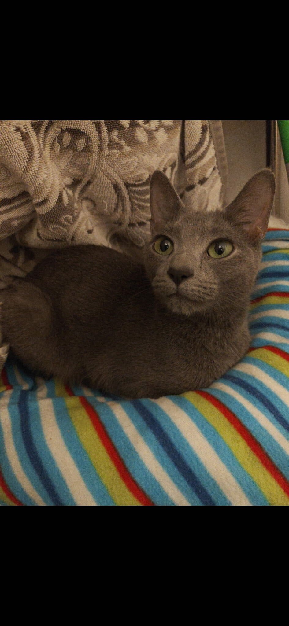 Image of Dotty, an adoptable cat from Almost Home Cat Rescue MKE