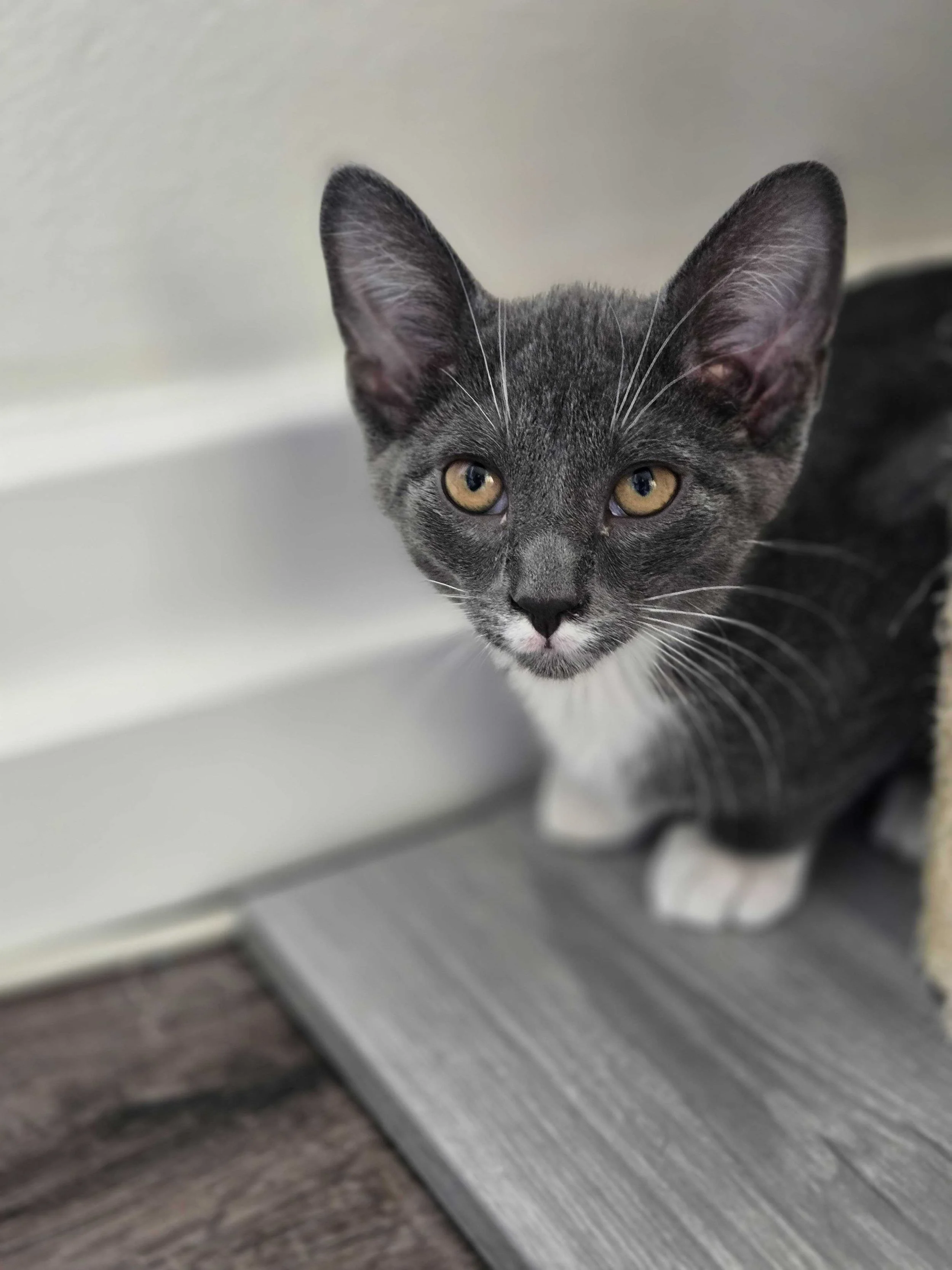 Adoptable kitten, Yoshi, from Almost Home Cat Rescue MKE