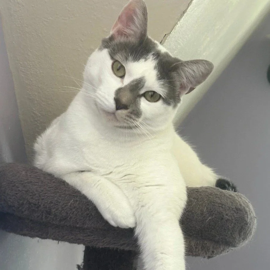 Adoptable cat, Malachai, from Almost Home Cat Rescue MKE