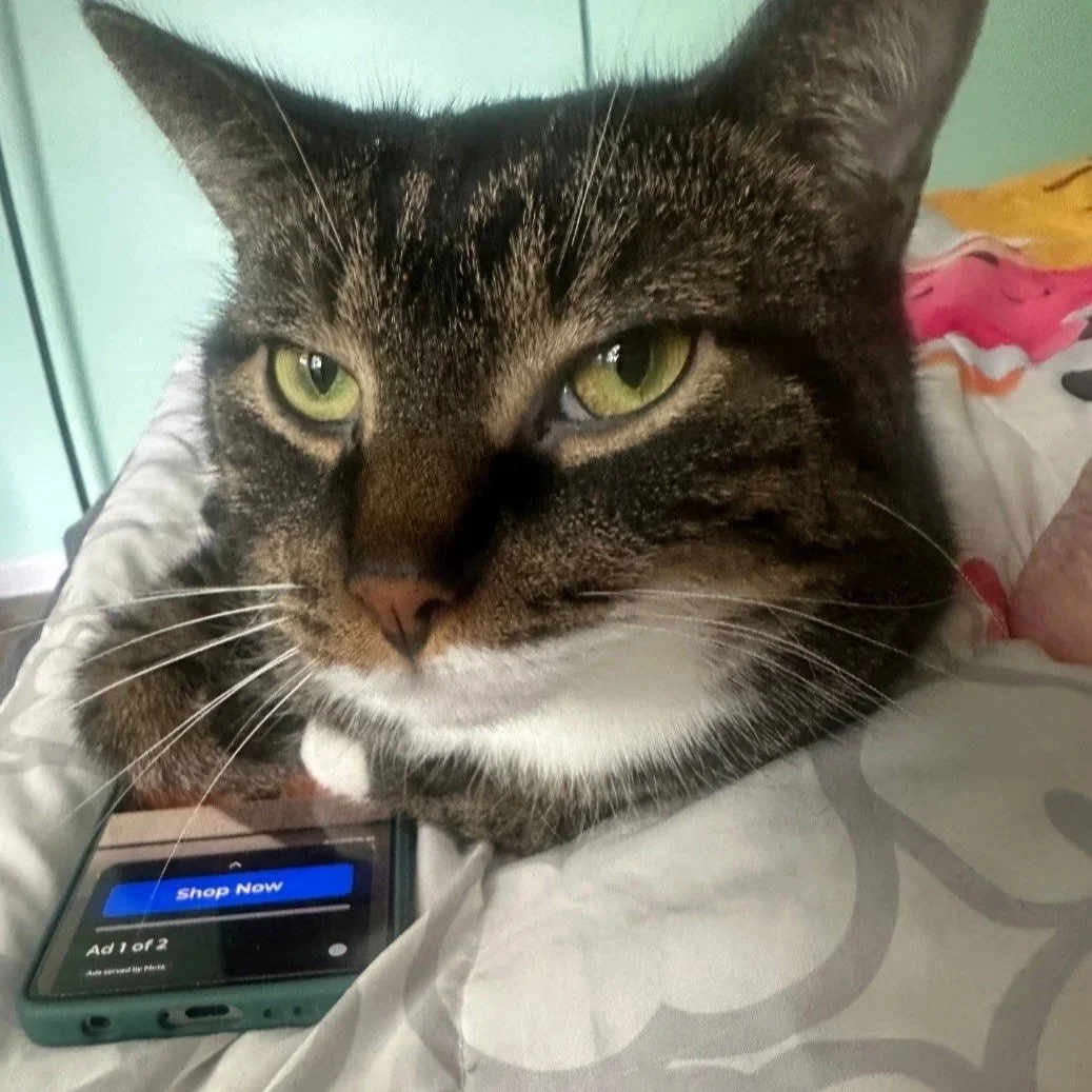 Image of Fufu, an adoptable Almost Home Cat Rescue MKE cat