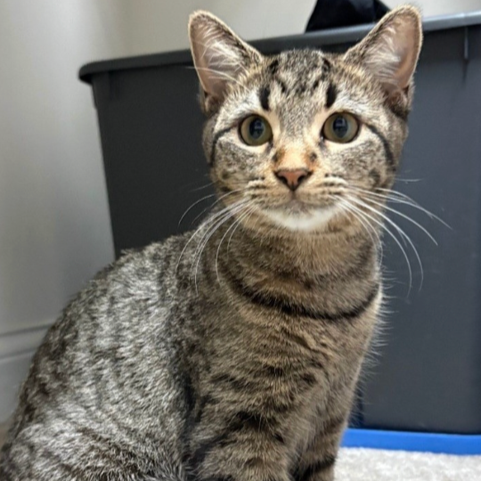 Image of Sweet Potato, an adoptable Almost Home Cat Rescue MKE cat