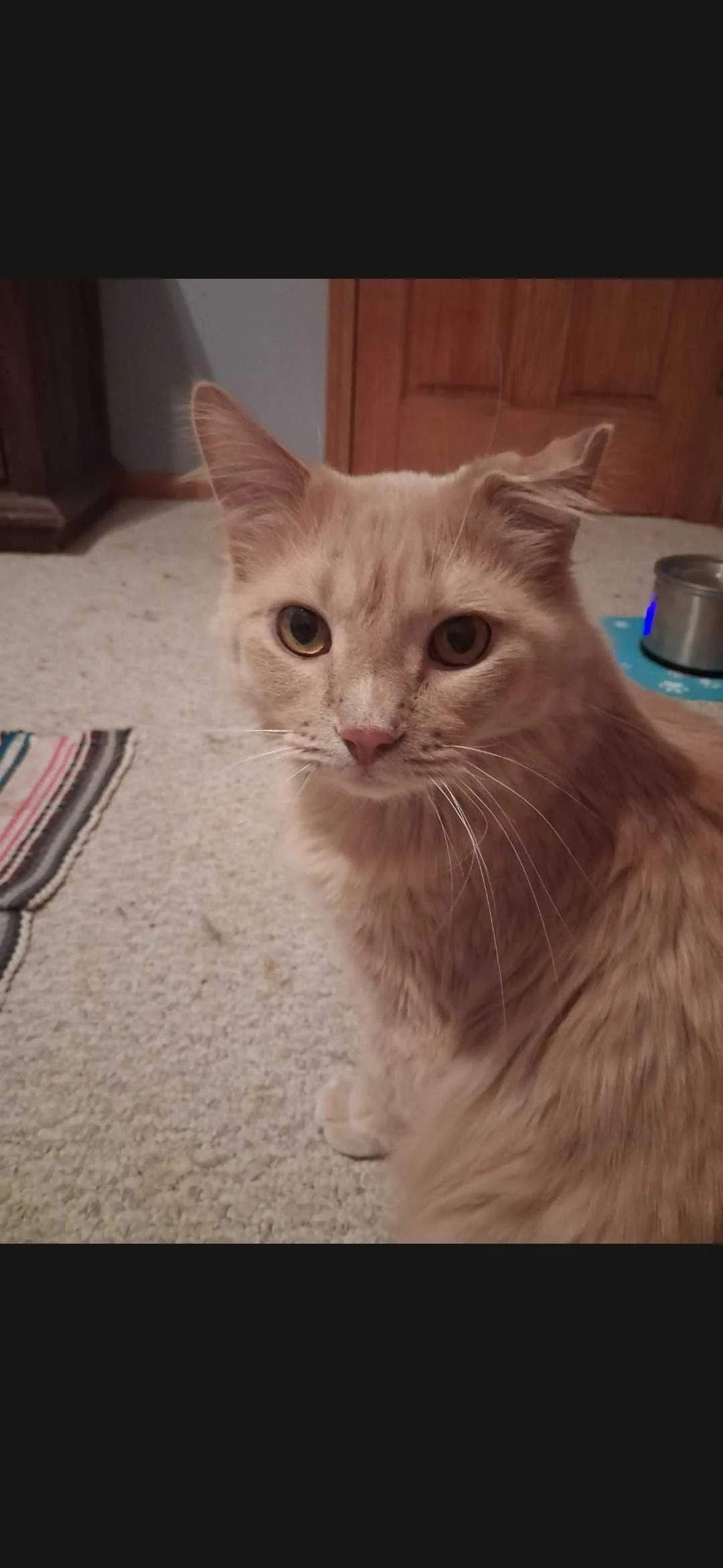 Image of Yuji, an adoptable cat from Almost Home Cat Rescue MKE