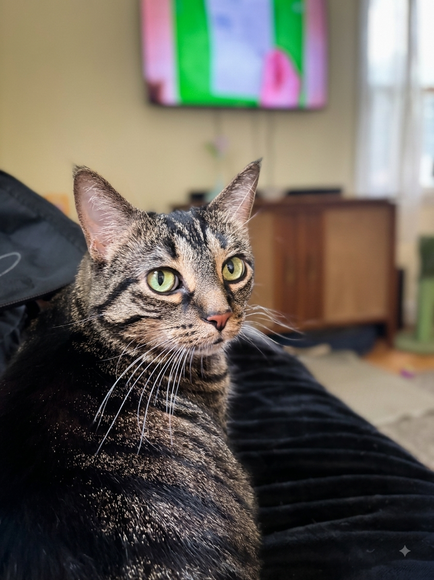Image of Zoey, an adoptable cat from Almost Home Cat Rescue MKE