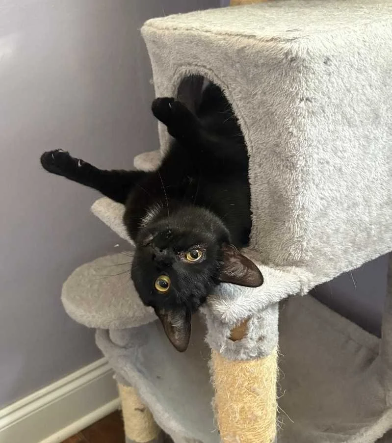 Image of Bliss, an adoptable Almost Home Cat Rescue MKE cat