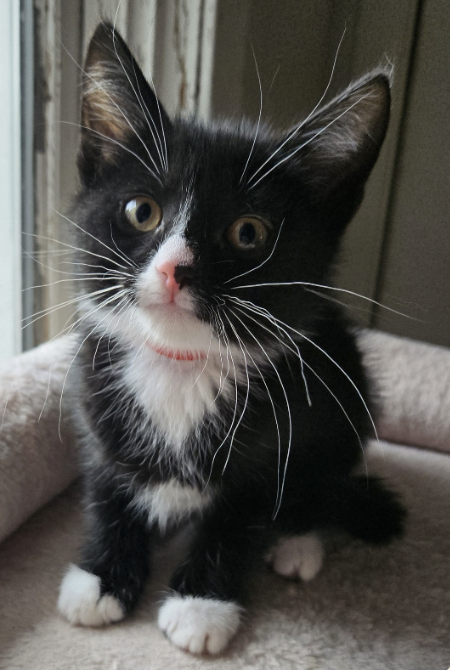 Adoptable kitten, Baraboo, from Almost Home Cat Rescue MKE