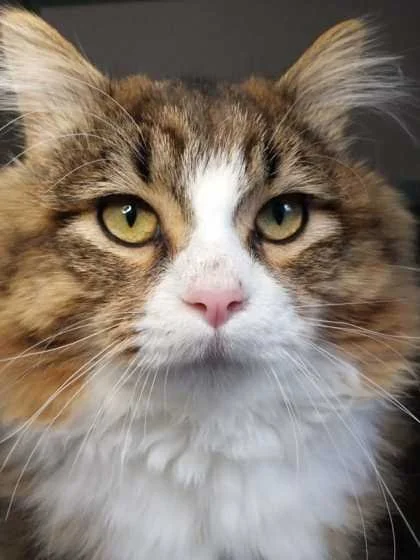 Image of Noah, an adoptable Almost Home Cat Rescue MKE cat