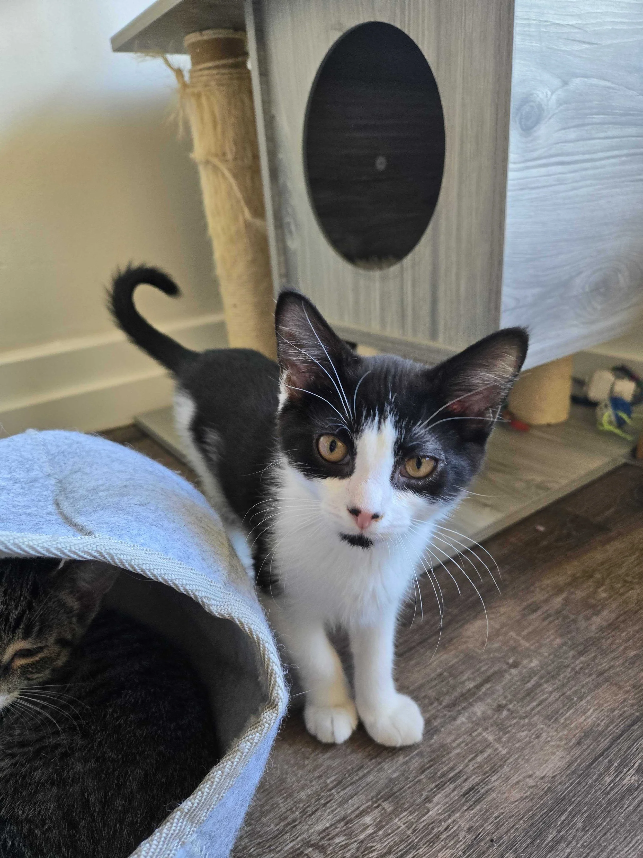 Adoptable kitten, Bowser, from Almost Home Cat Rescue MKE