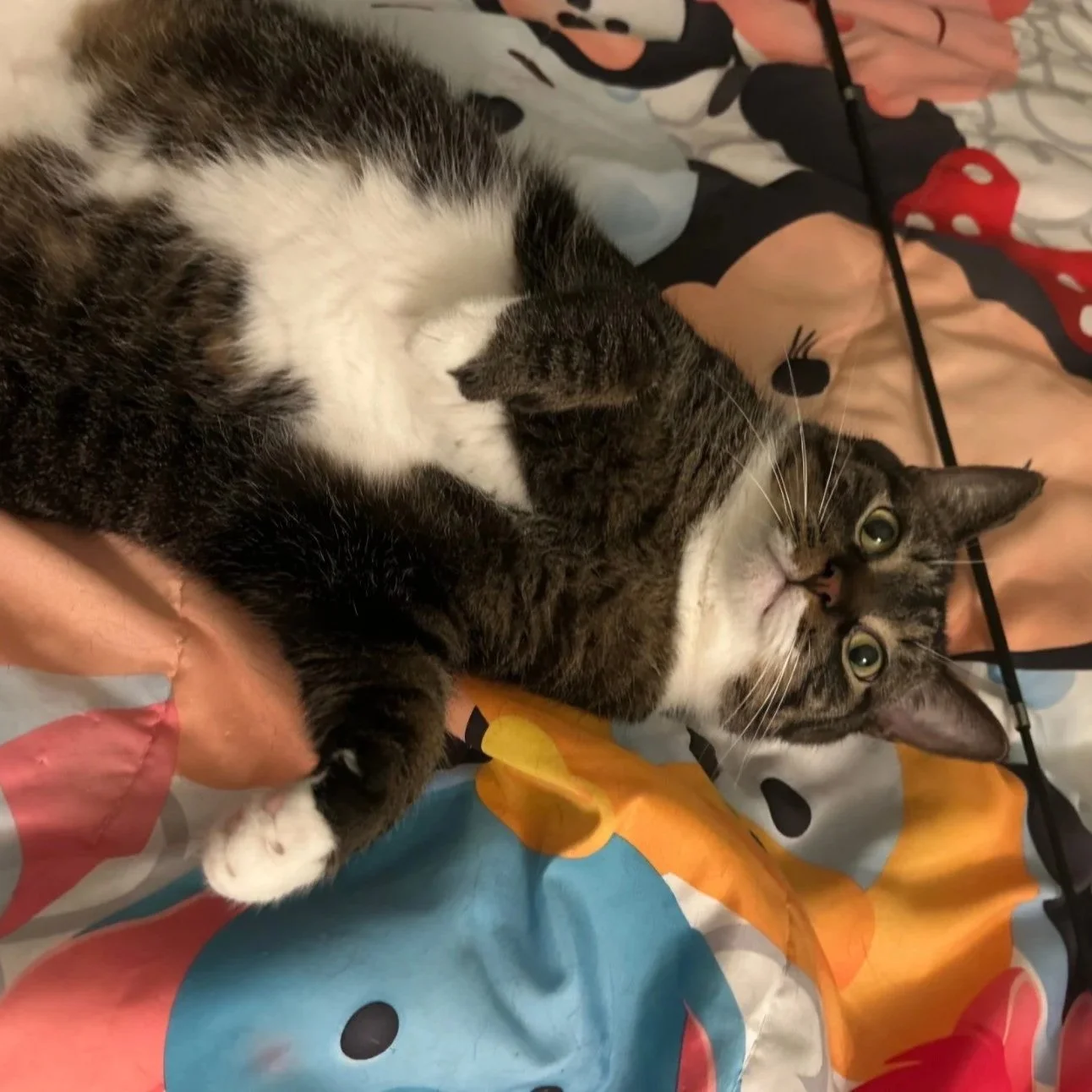 Image of Fufu, an adoptable Almost Home Cat Rescue MKE cat