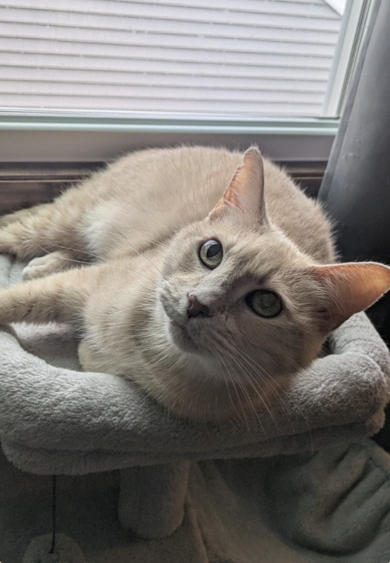 Image of Kermit, an adoptable cat from Almost Home Cat Rescue MKE