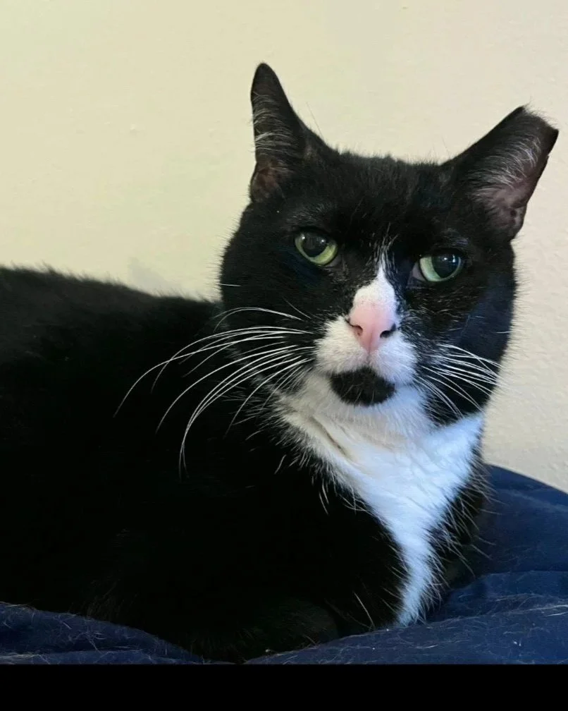 Adoptable cat, Valdez, from Almost Home Cat Rescue MKE
