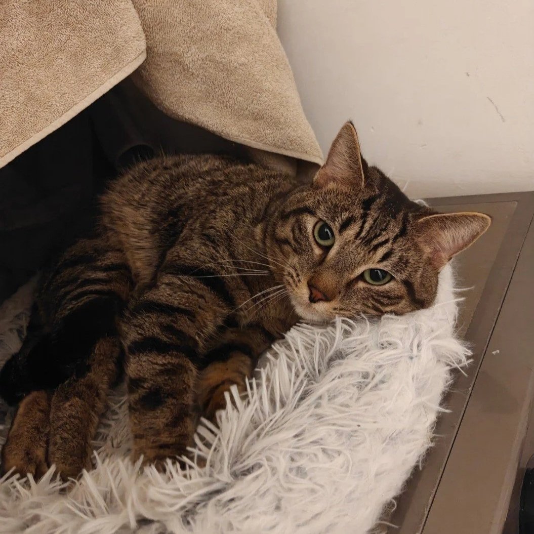 Image of Yuji, an adoptable Almost Home Cat Rescue MKE cat