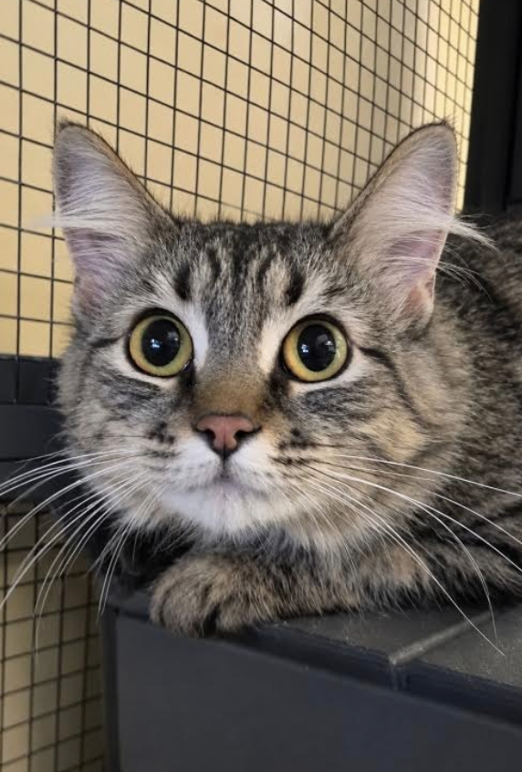 Image of Ester, an adoptable cat from Almost Home Cat Rescue MKE