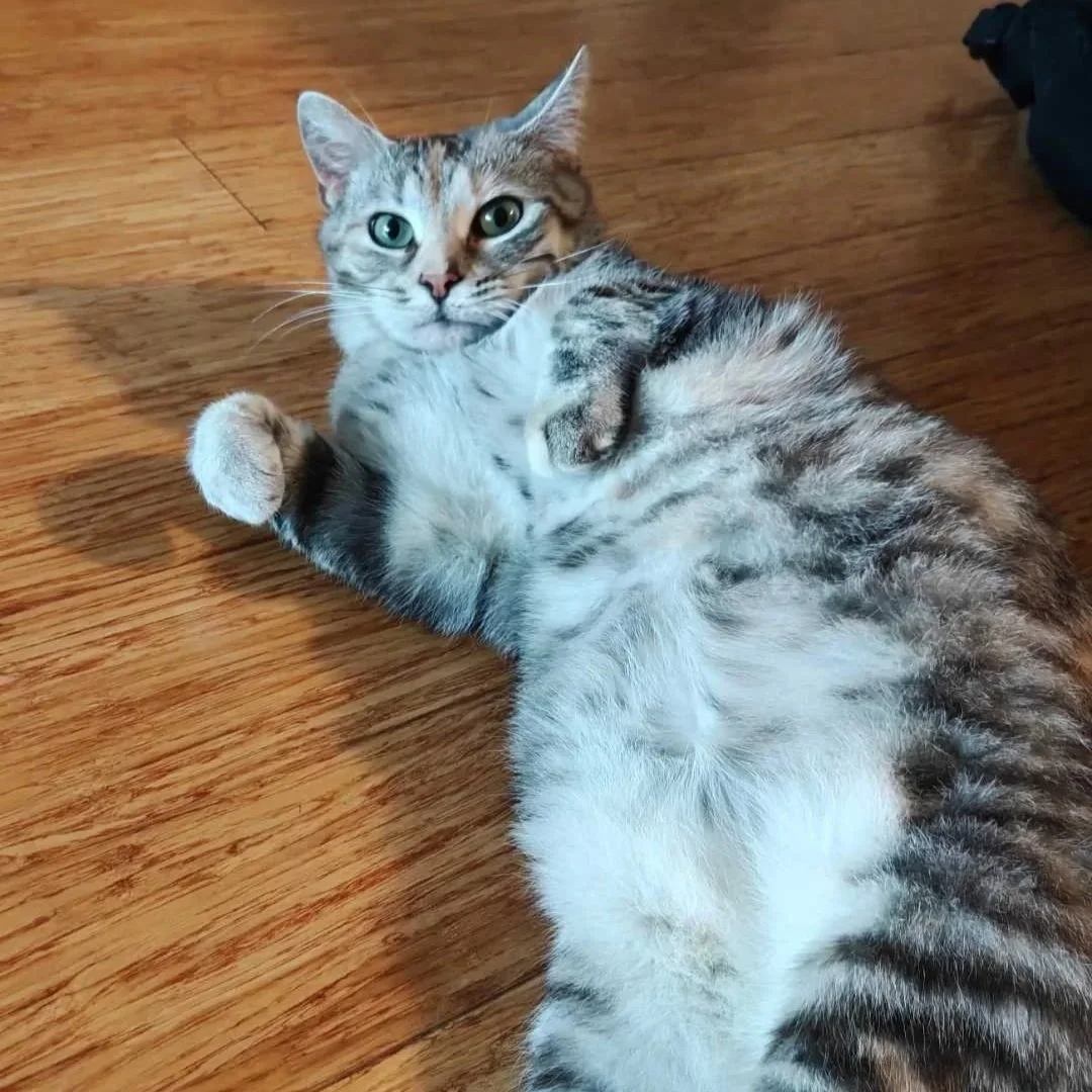Image of Aurora, an adoptable cat from Almost Home Cat Rescue MKE