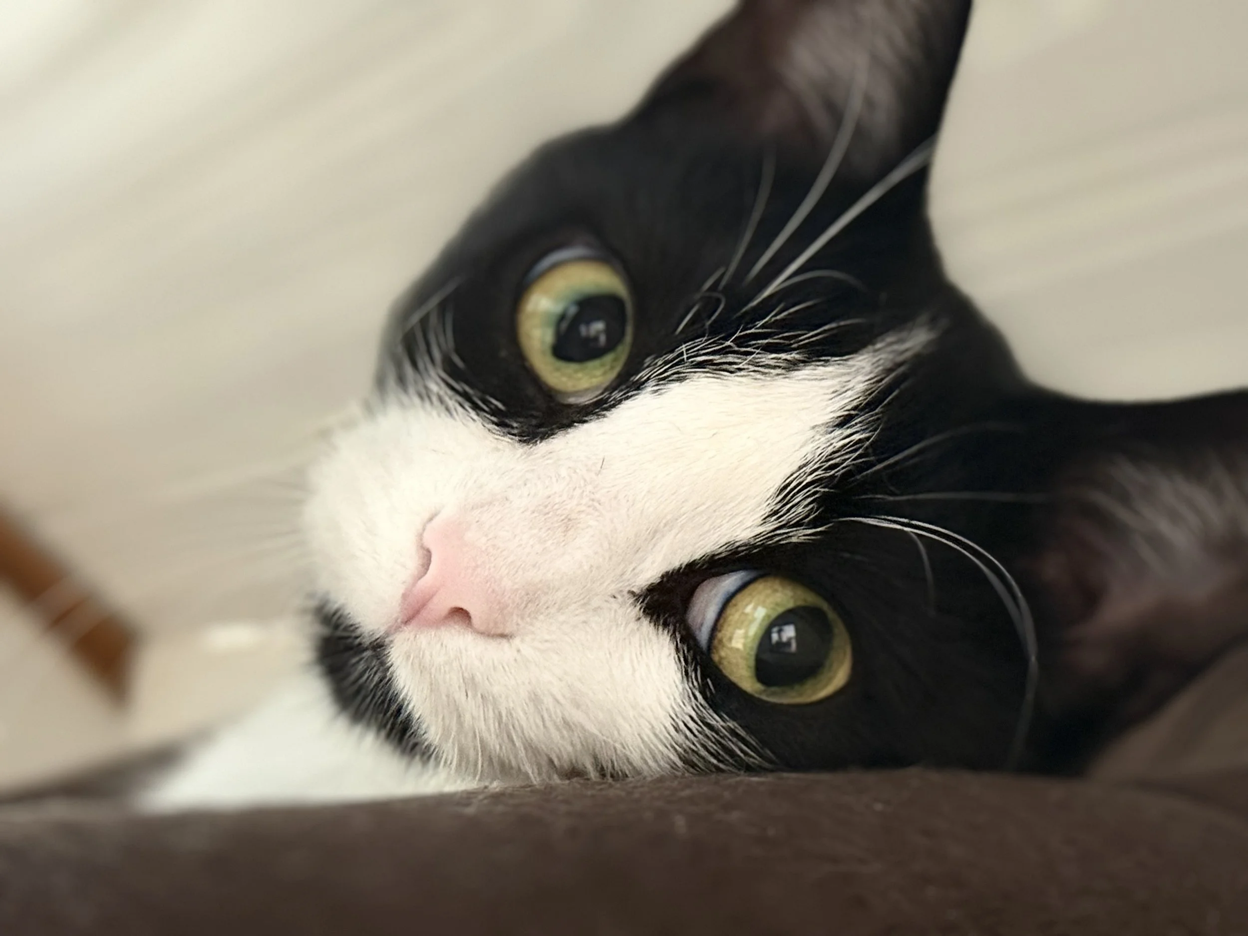 Image of Cleo, an adoptable cat from Almost Home Cat Rescue MKE