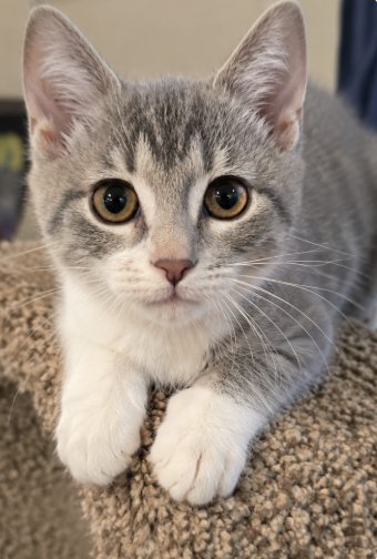 Adoptable kitten, Clover, from Almost Home Cat Rescue MKE
