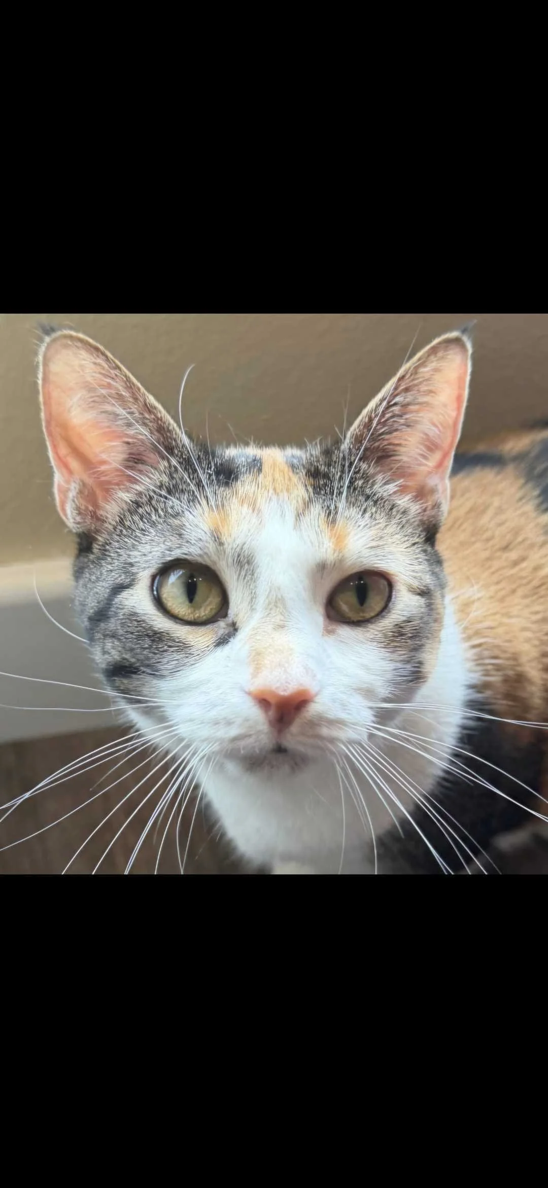 Image of adoptable cat, Buffy, from Almost Home Cat Rescue MKE