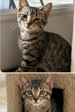 Image of adoptable bonded kitten pair, Edwina and Ralph, from Almost Home Cat Rescue MKE