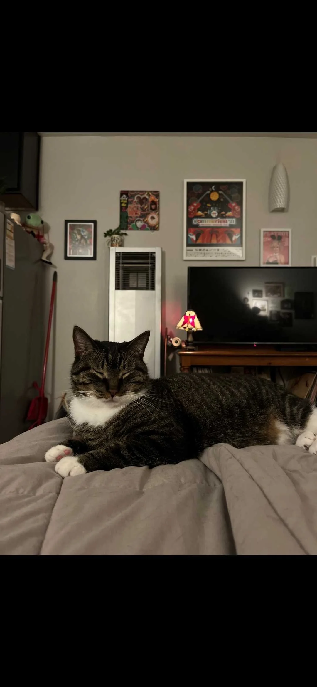 Adoptable cat, Fufu, from Almost Home Cat Rescue MKE