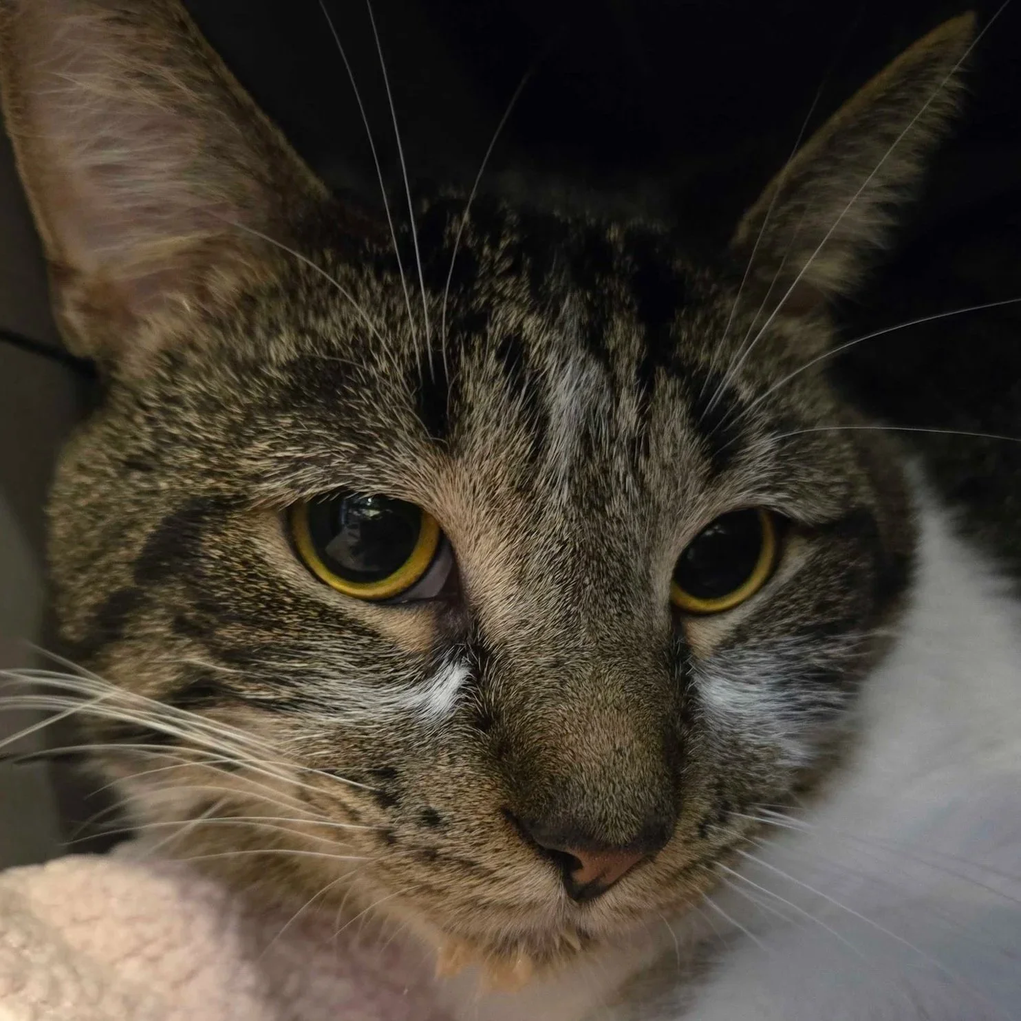 Image of Wodan, an adoptable cat from Almost Home Cat Rescue MKE