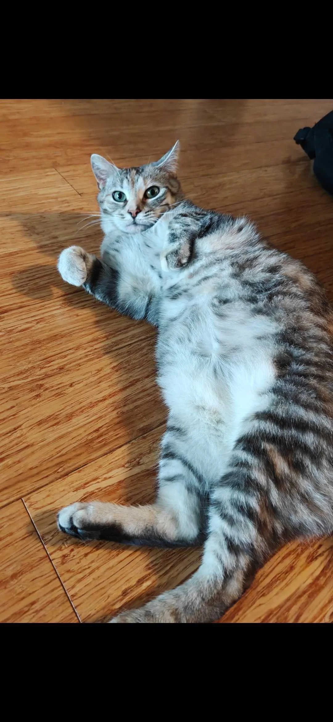 Image of Aurora, an adoptable cat from Almost Home Cat Rescue MKE
