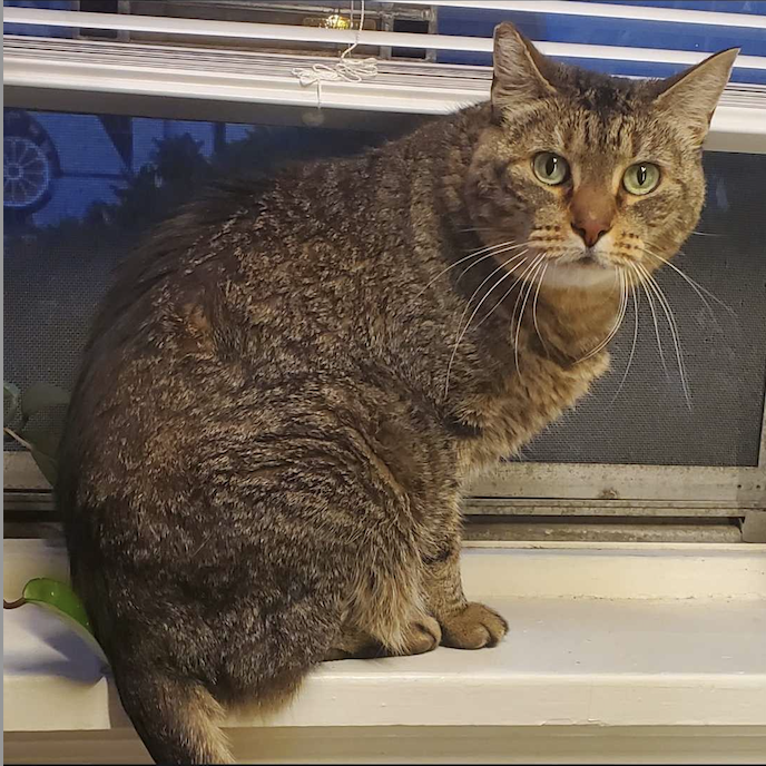 Image of Beans, an adoptable cat from Almost Home Cat Rescue MKE