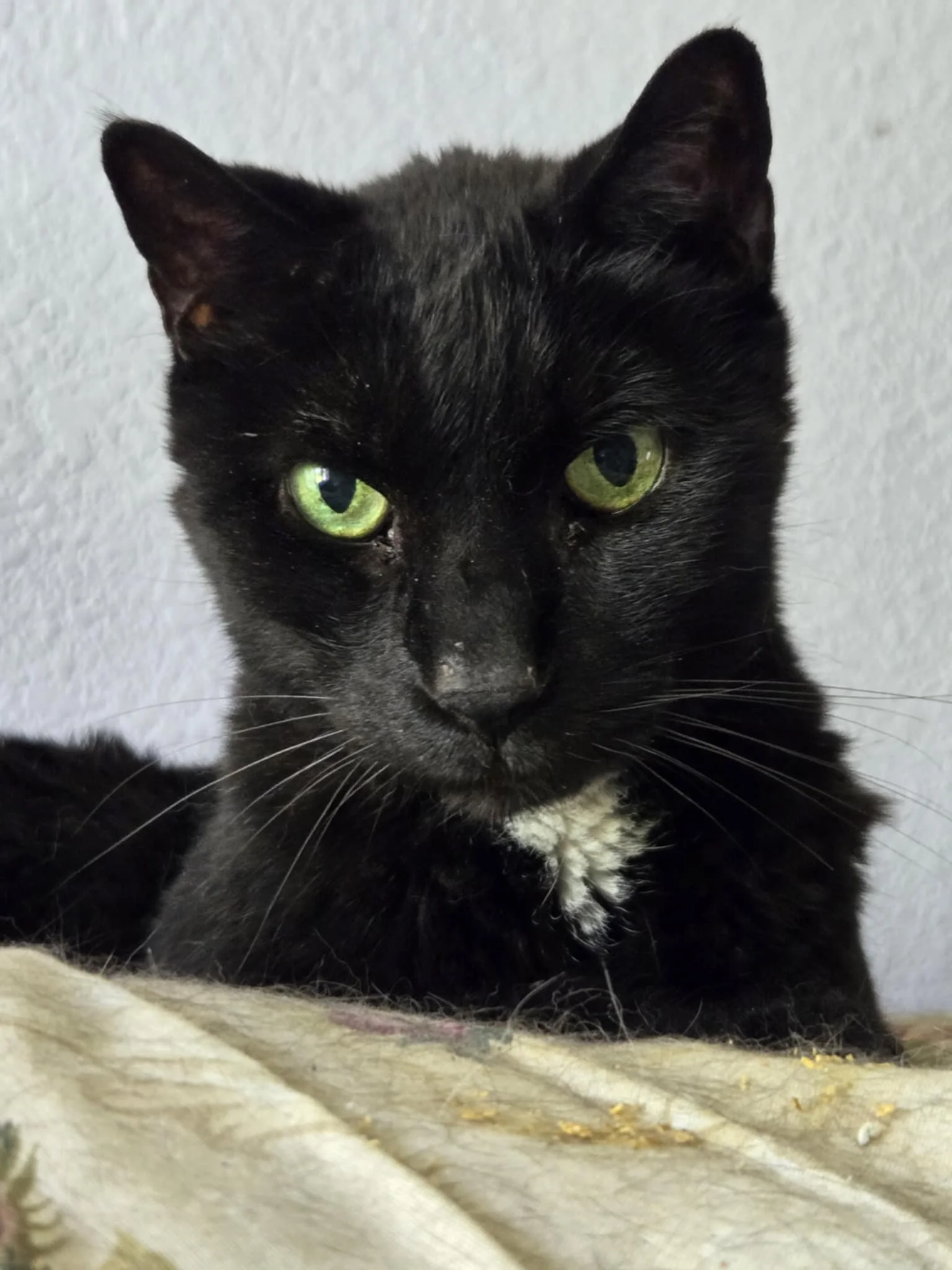 Ollie (In Foster)