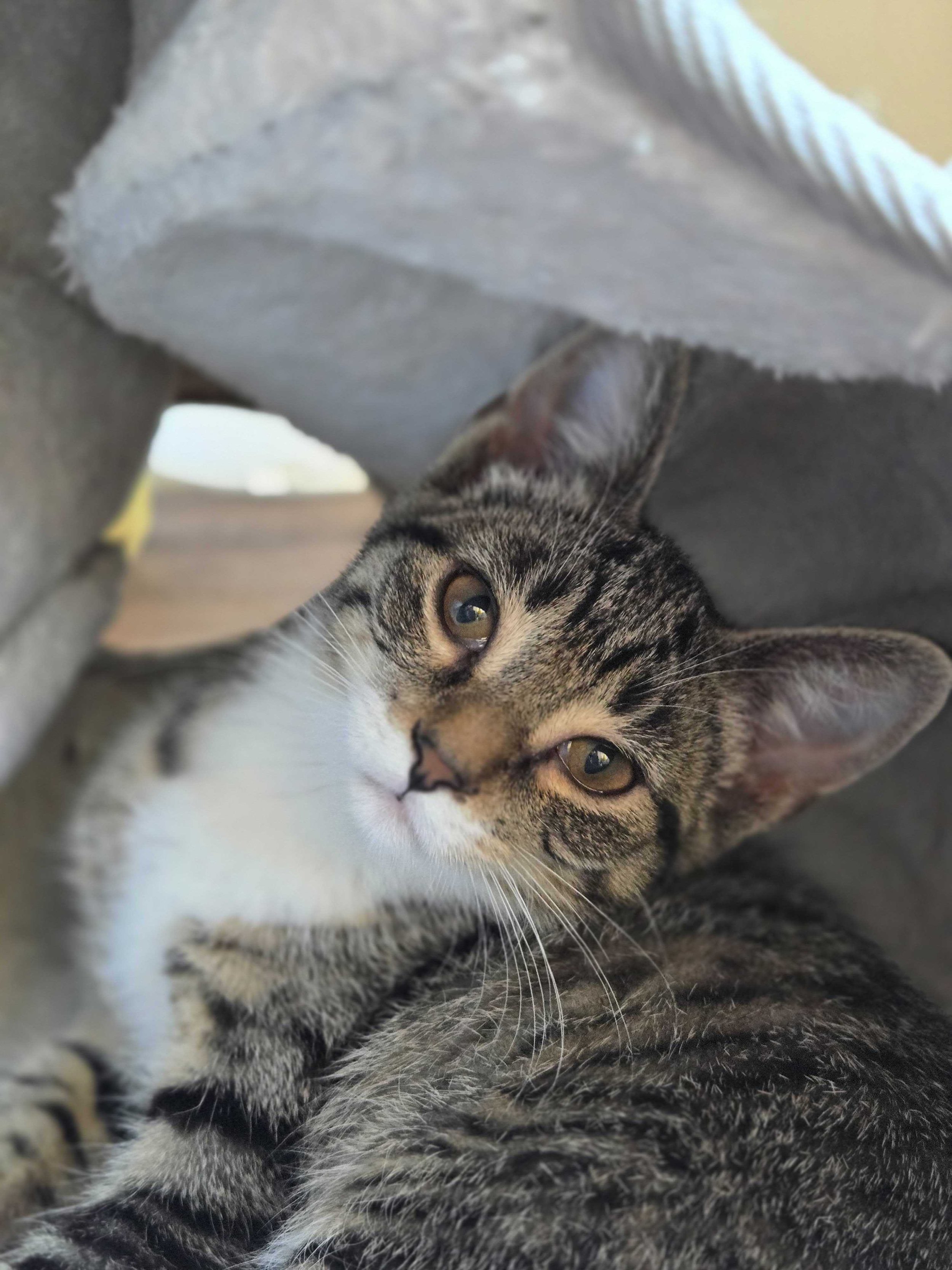 Adoptable kitten, Rosalina, from Almost Home Cat Rescue MKE