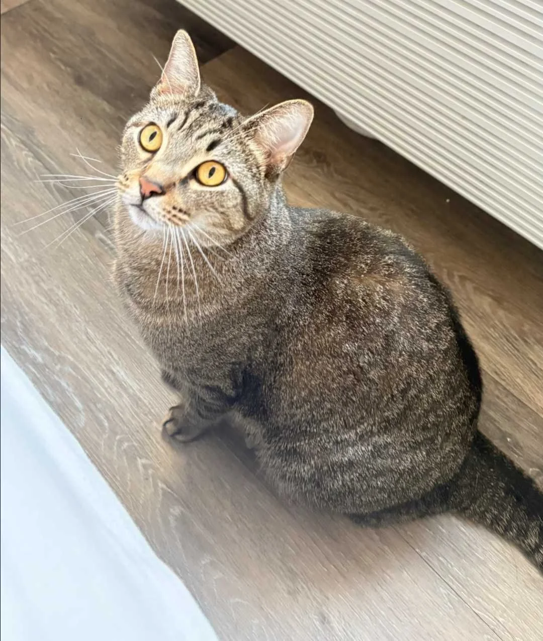 Image of Fred, an adoptable cat from Almost Home Cat Rescue MKE