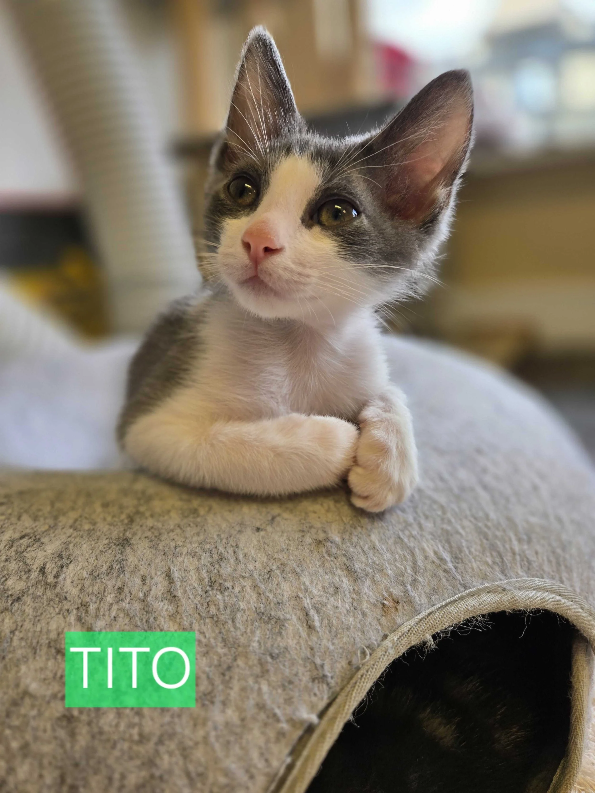Image of adoptable kitten, Tito, from Almost Home Cat Rescue MKE
