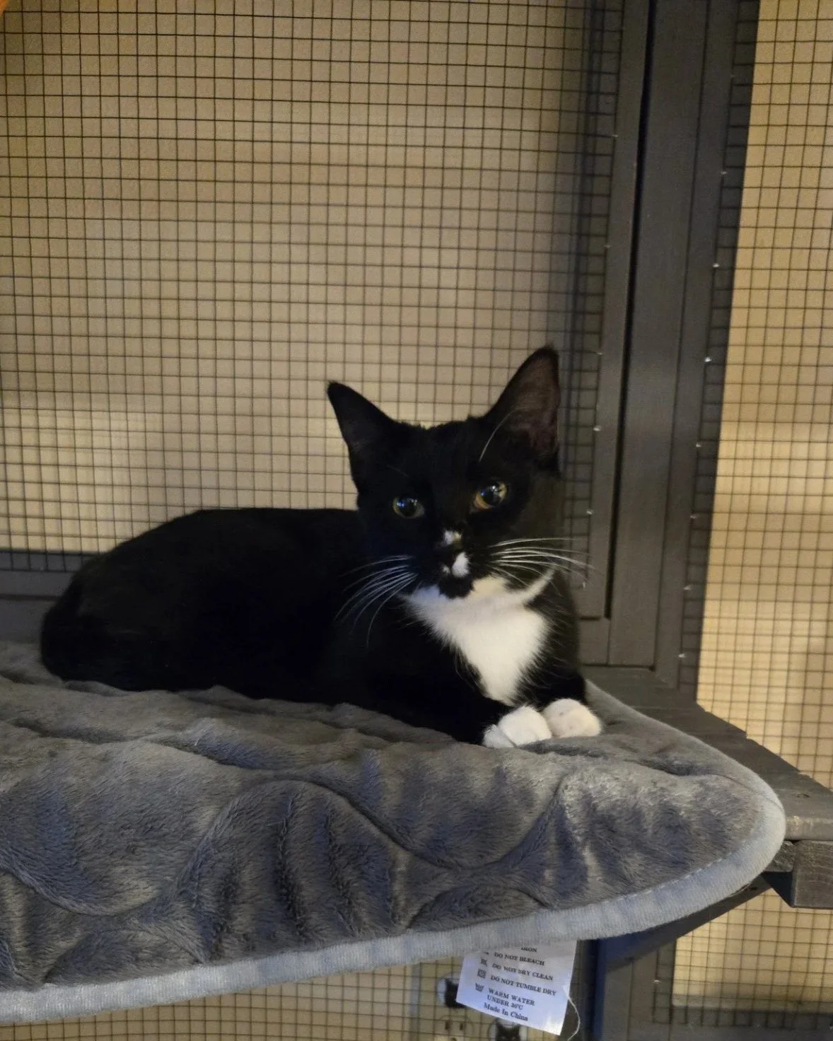 Almost Home Adoptable Cat, Liora