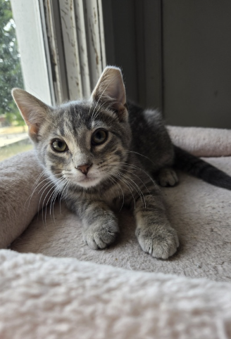 Adoptable kitten, Donny, from Almost Home Cat Rescue MKE