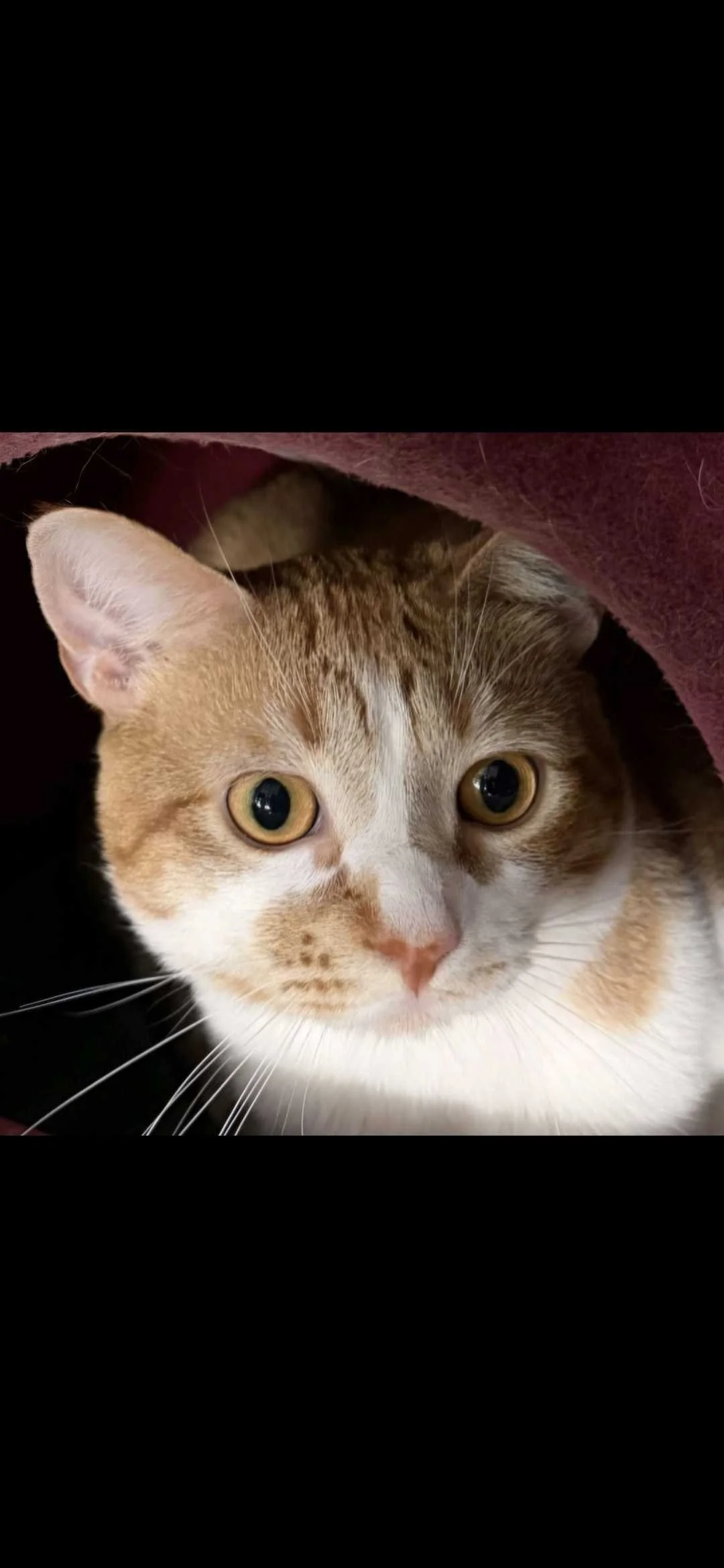 Image of adoptable cat, Wilder, from Almost Home Cat Rescue MKE