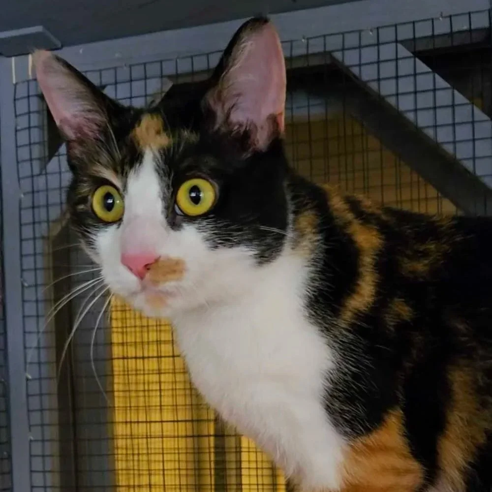 Photo of Penelope, an adoptable cat from Almost Home Cat Rescue MKE