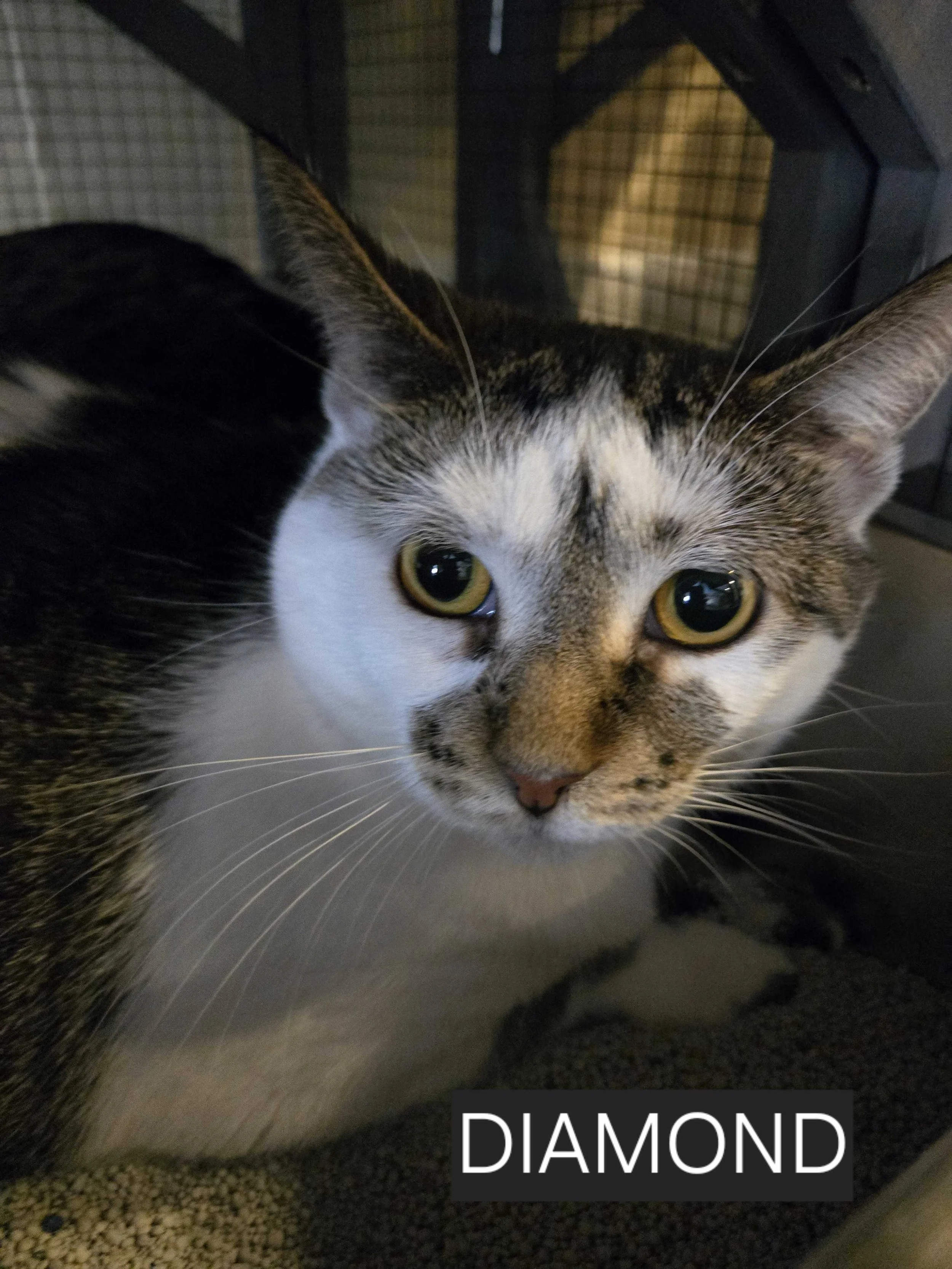 Image of Diamond, an adoptable cat from Almost Home Cat Rescue MKE