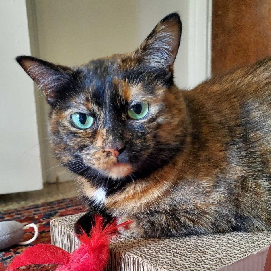 Paloma (In Foster)