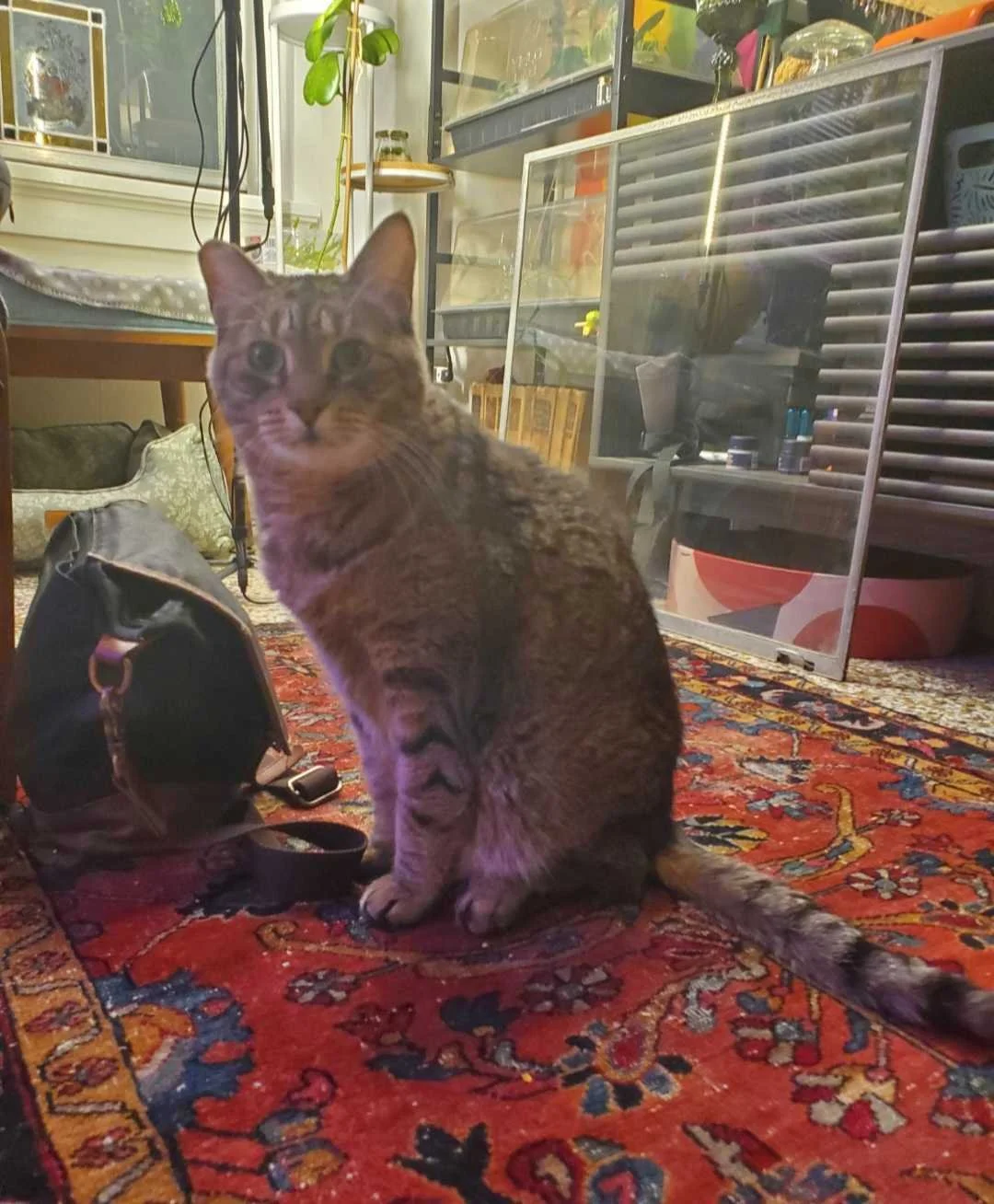 Image of Beans, an adoptable Almost Home Cat Rescue MKE cat