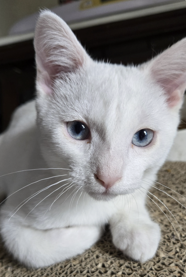 Adoptable kitten, Acadia, from Almost Home Cat Rescue MKE
