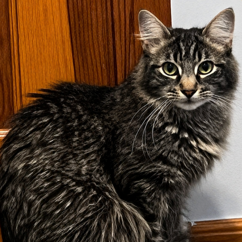 Image of Susie Q, an adoptable cat from Almost Home Cat Rescue MKE