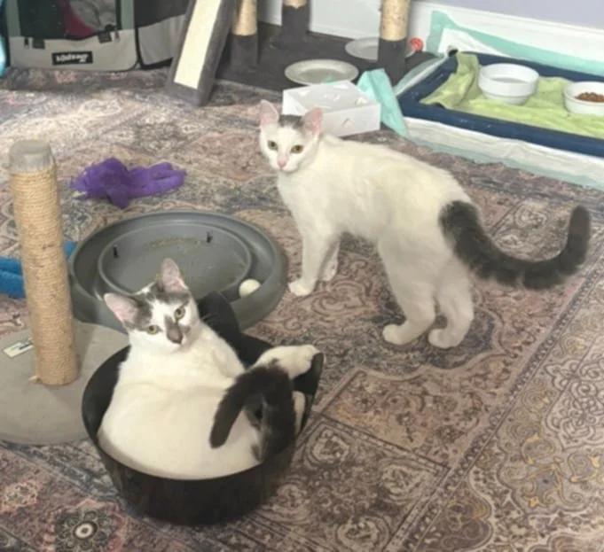 Adoptable bonded pair, Maizy and Malachai, from Almost Home Cat Rescue MKE