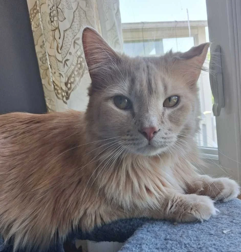 Image of Yuji, an adoptable cat from Almost Home Cat Rescue MKE