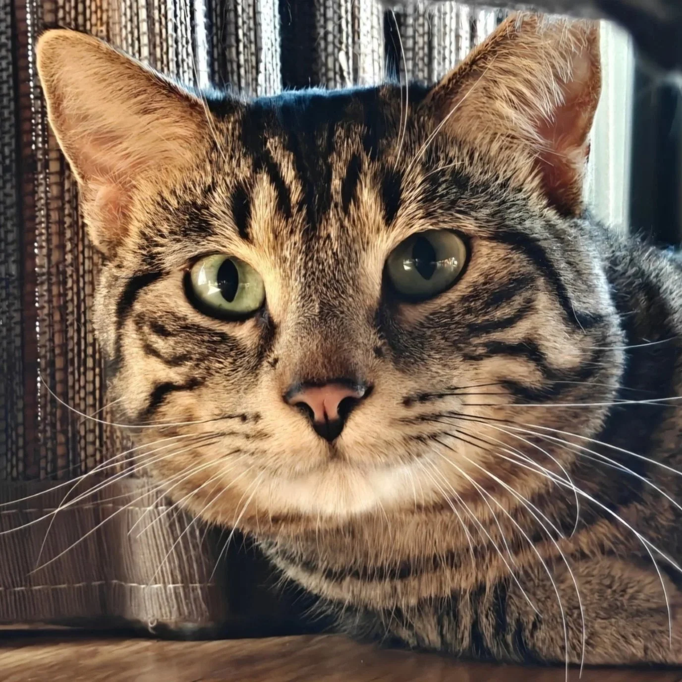 Image of Yuji, an adoptable Almost Home Cat Rescue MKE cat