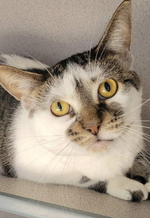 Image of Diamond, an adoptable cat from Almost Home Cat Rescue MKE
