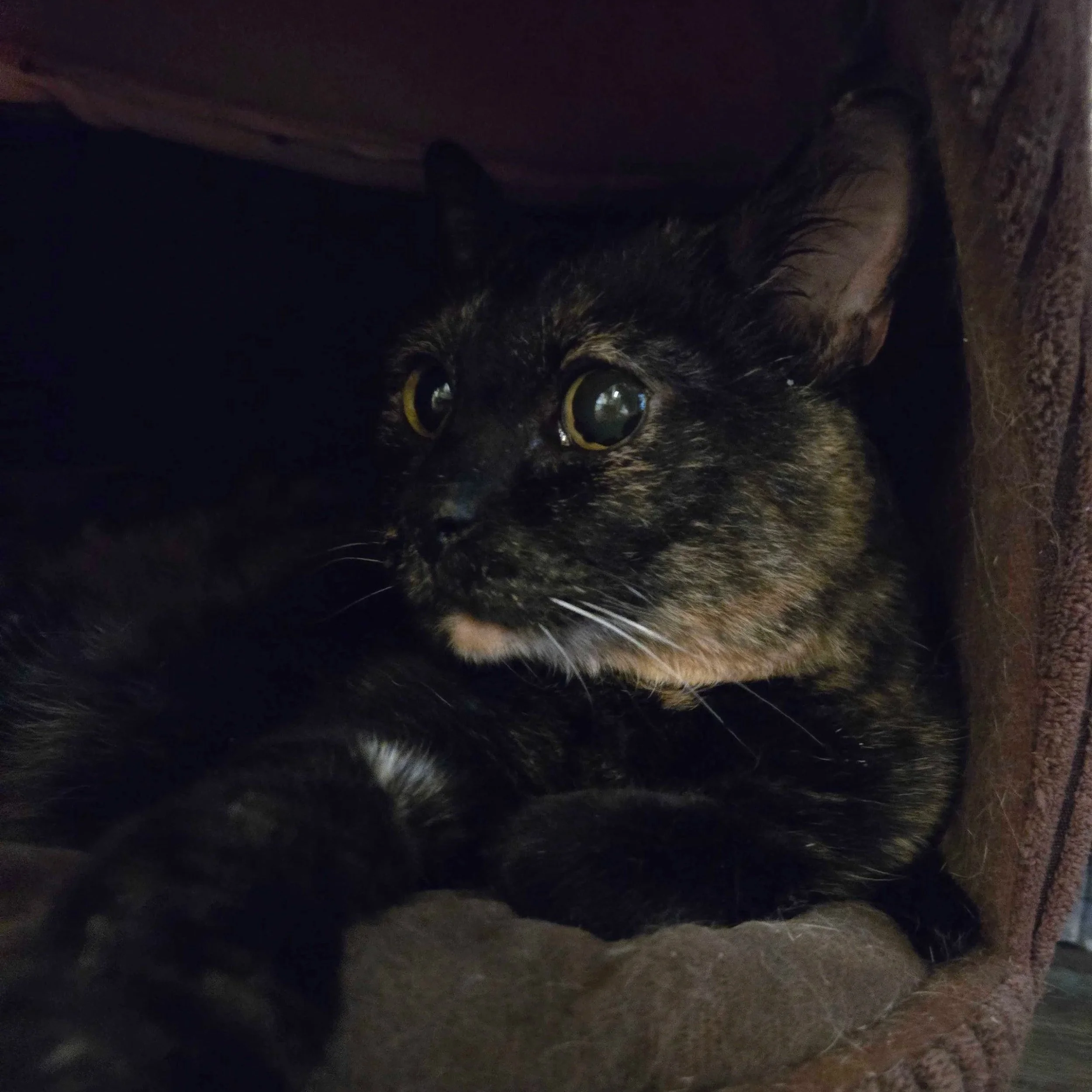 Image of Peppa, an adoptable cat from Almost Home Cat Rescue MKE