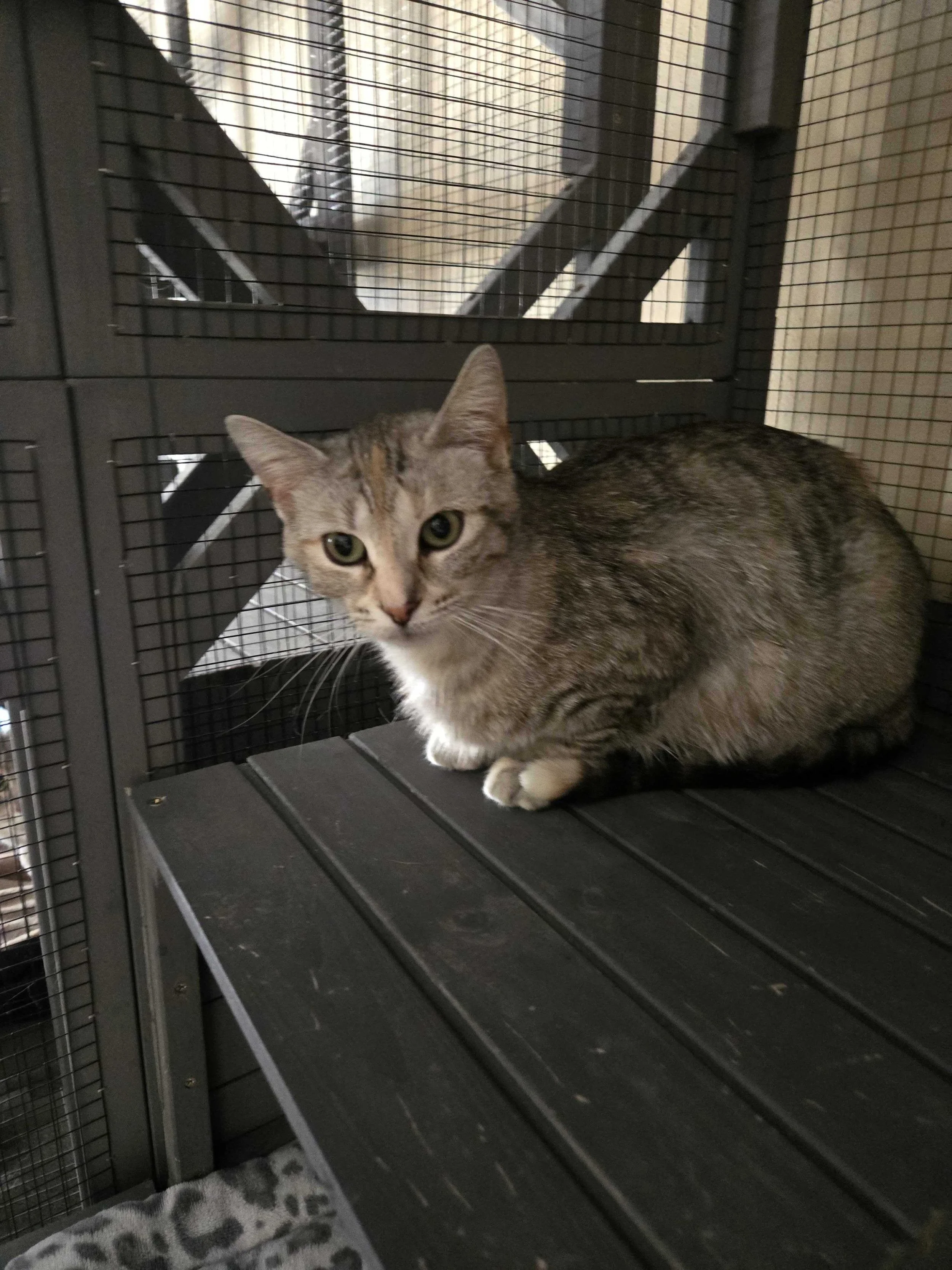 Image of Aurora, an adoptable cat from Almost Home Cat Rescue MKE