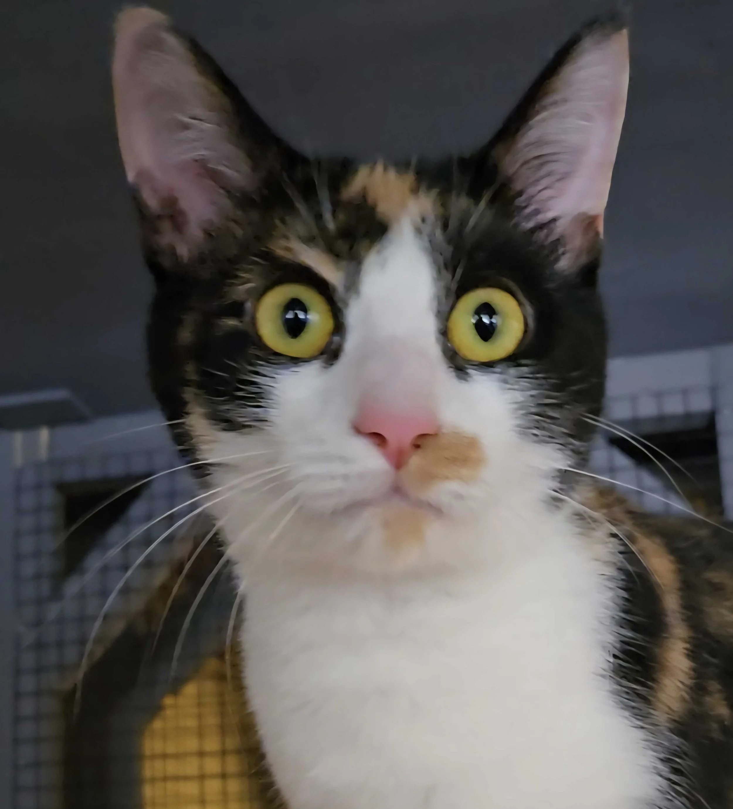Photo of Penelope, an adoptable cat from Almost Home Cat Rescue MKE