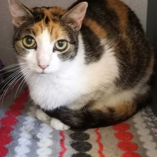Image of Sassie, an adoptable cat from Almost Home Cat Rescue MKE