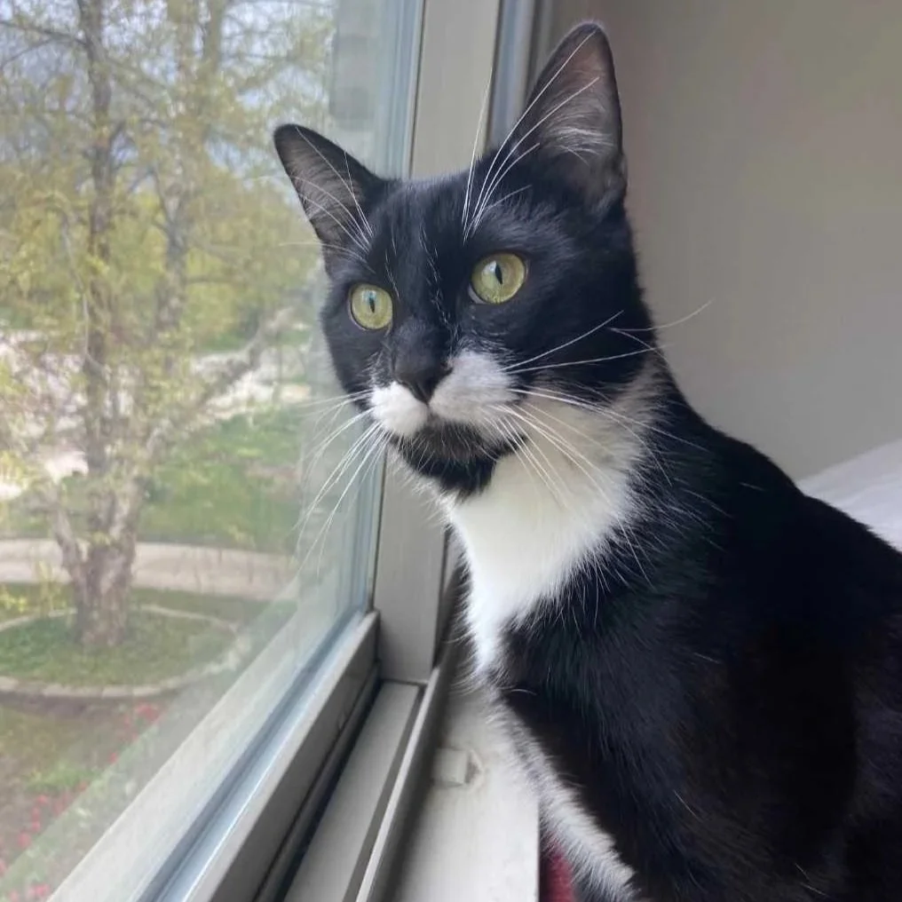 Image of Pepper, an adoptable Almost Home Cat Rescue MKE cat