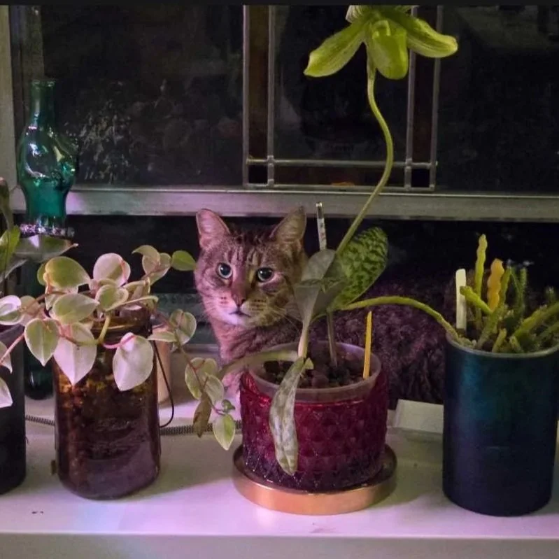 Image of Beans, an adoptable Almost Home Cat Rescue MKE cat