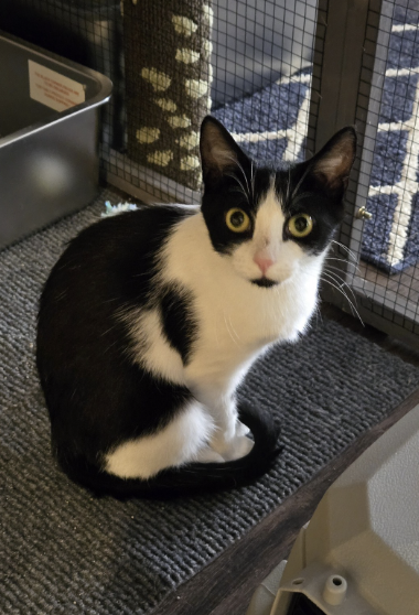 Image of Cleo, an adoptable cat from Almost Home Cat Rescue MKE