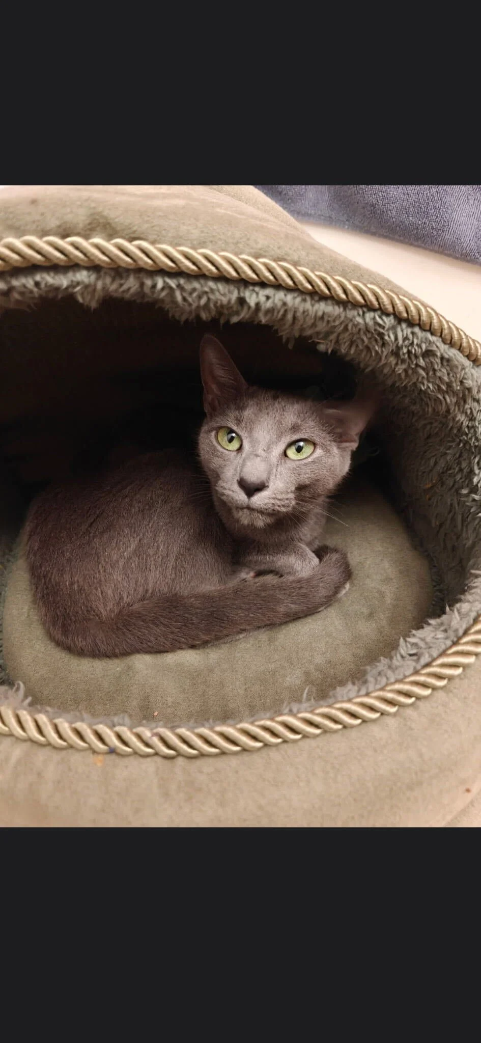 Image of Dotty, an adoptable cat from Almost Home Cat Rescue MKE